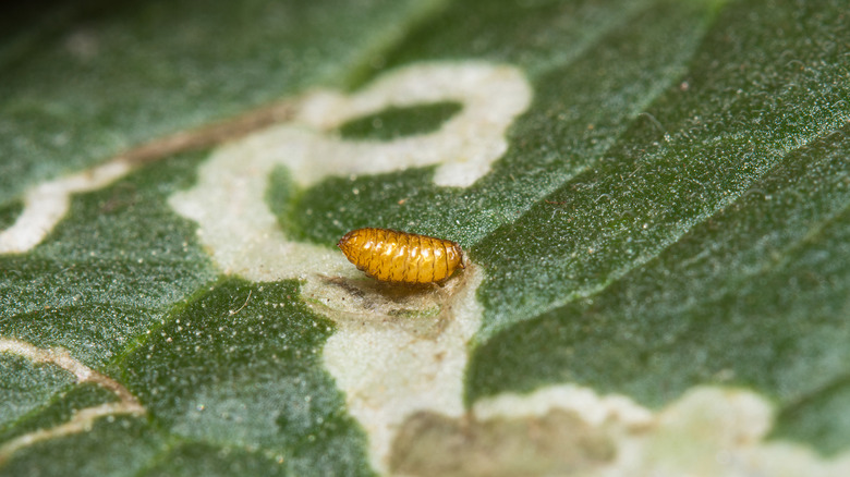 Leaf miner