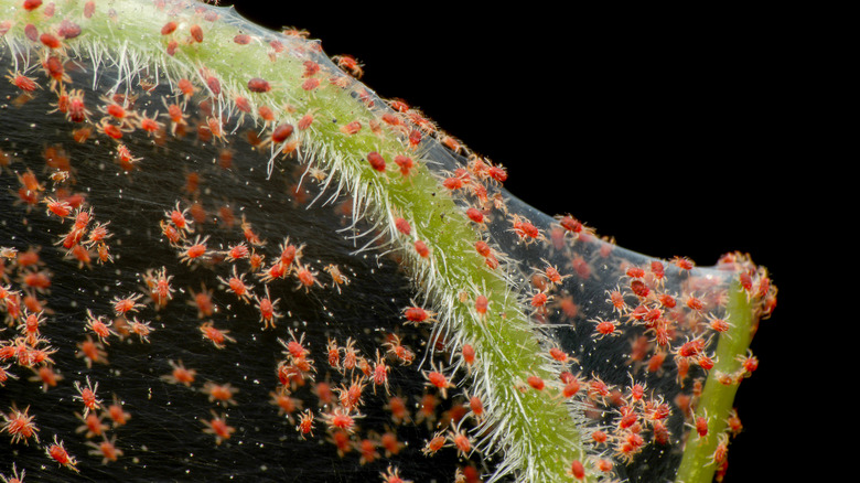 Red spider mites