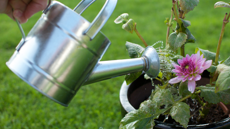 watering a potted dahlia