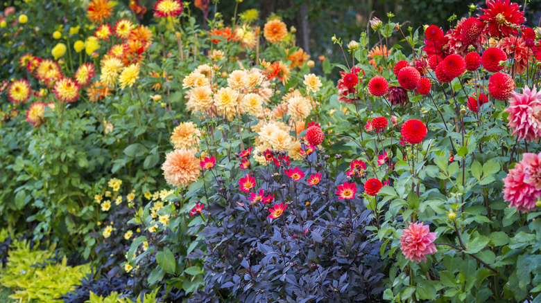 multicolored dahlias