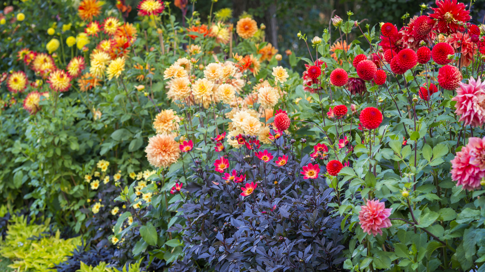 Insects That Are Most Likely To Cause Problems For Dahlias And How To