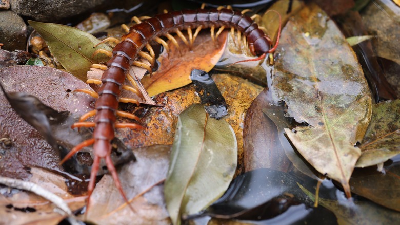 centipede outside on leaves