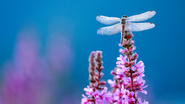 A dragonfly on pink flowers