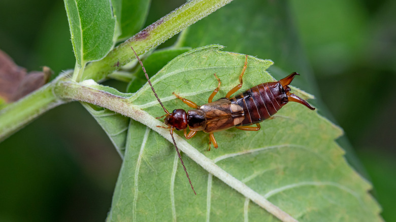 earwig sitting on leaf