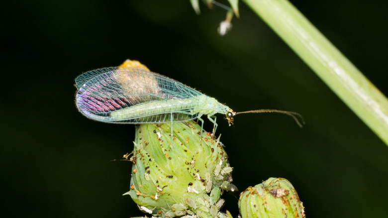 green lacewing resting on plant