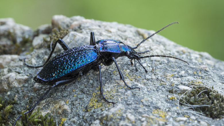 ground beetle on rock