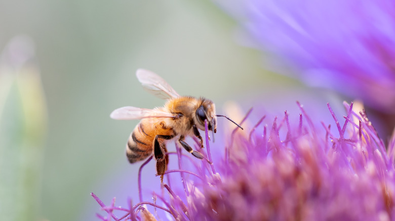 honey bee sits on flower