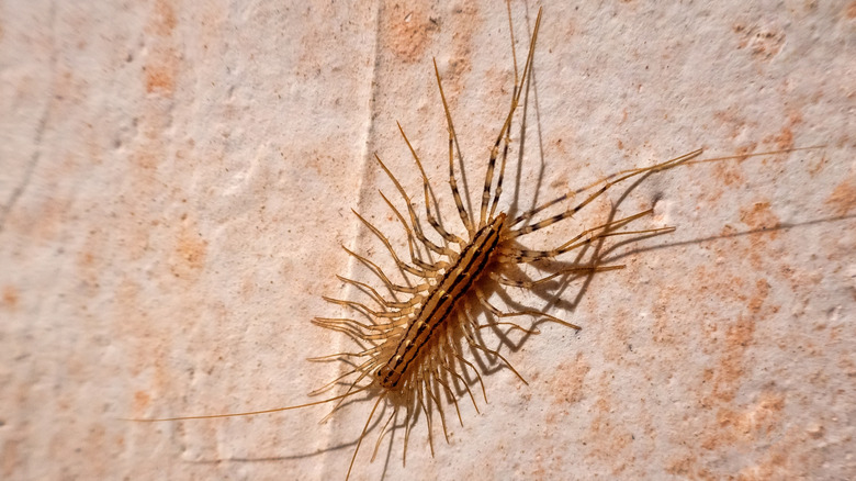 centipede outside on leaves