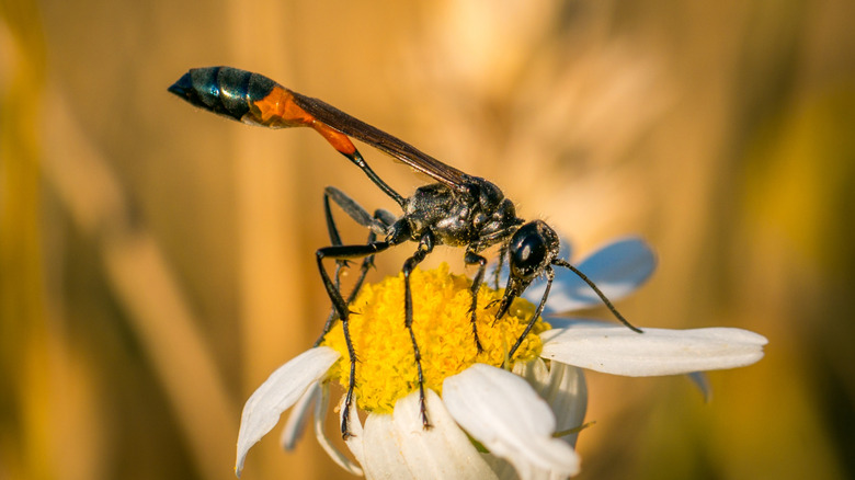 Ichneumon wasp on white flower in the garden