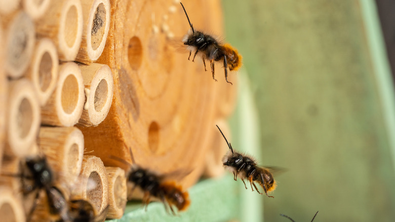 bees flying around insect hotel