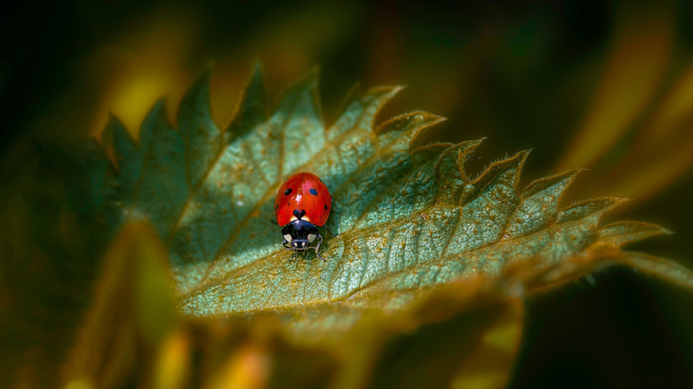 ladybug sitting on leaf