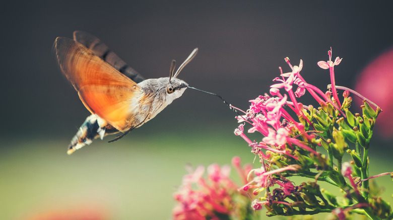 A moth drinking nectar from a pink flower