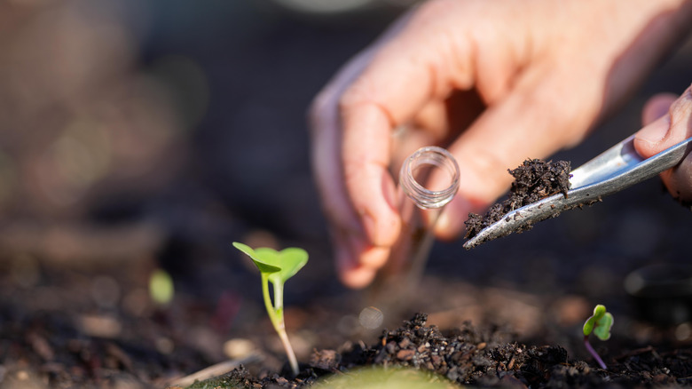 Collecting a soil sample