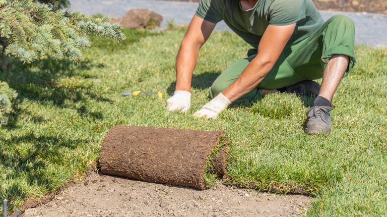 A person instlaling sod in a yard