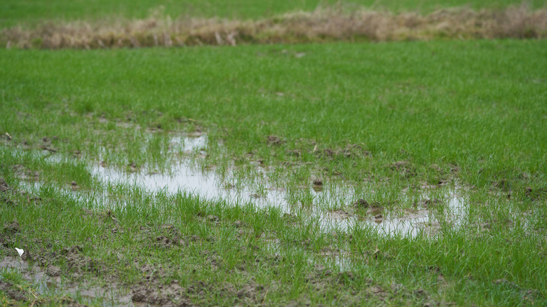 A large puddle of water in grass