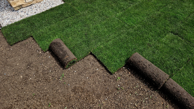 Installing sod in a yard