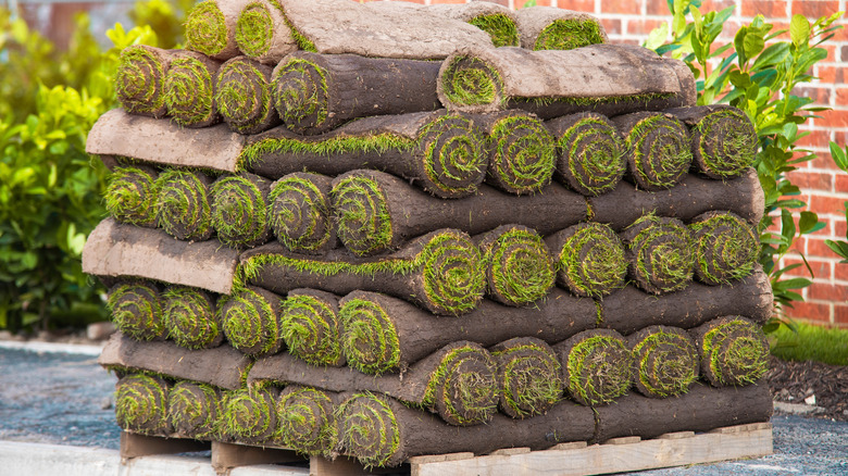 A pallet with sod rolls