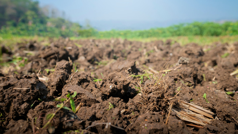 Weeds in dirt