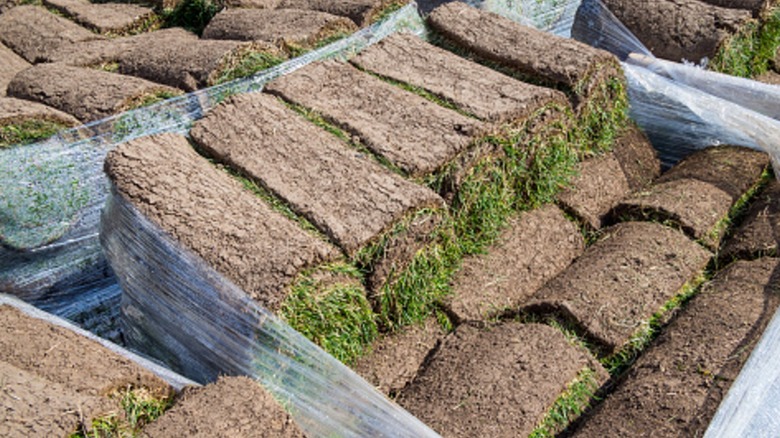 Rolls of sod