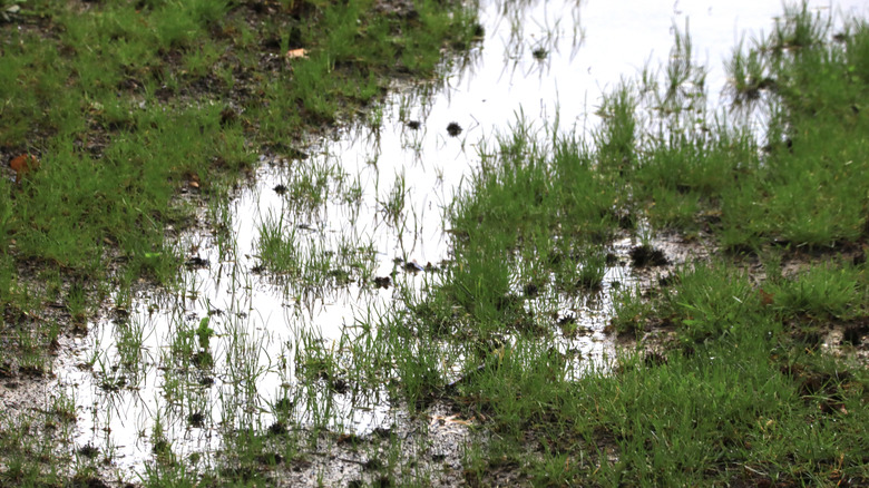Muddy and wet patch in grass lawn