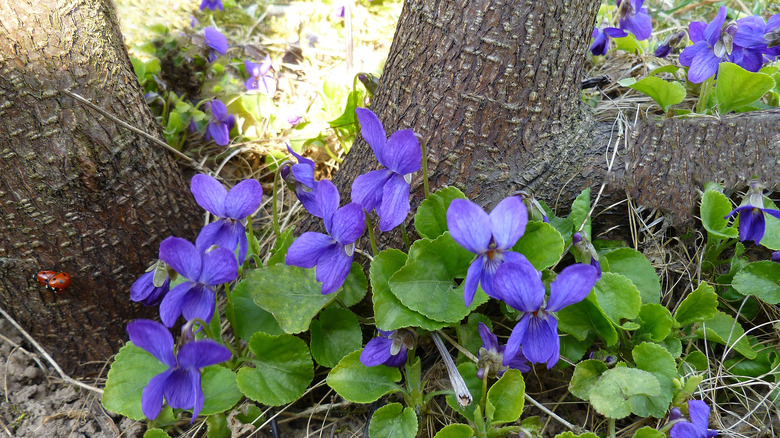 Why You Should Consider Using Blue Violet As A Lawn Alternative