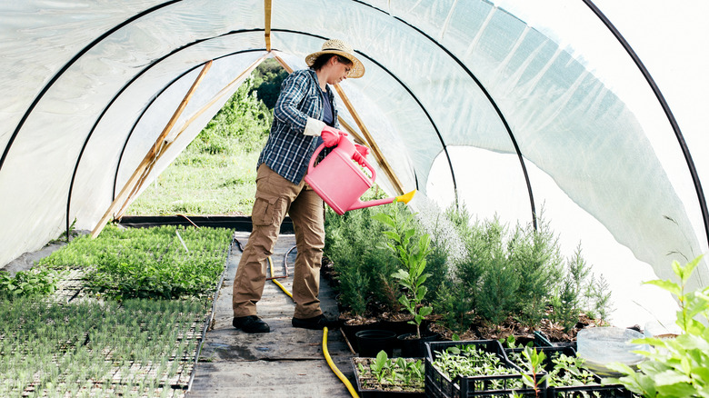 Person using a watering can