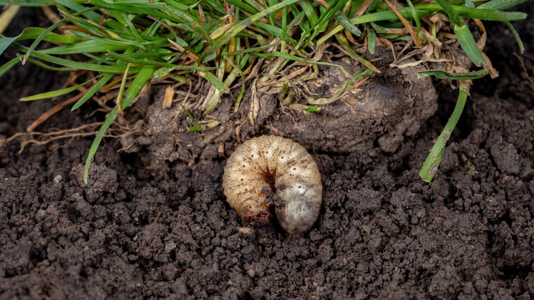 pest in garden