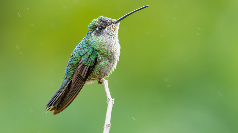 A hummingbird perches on a branch