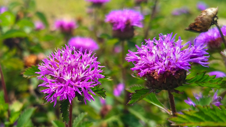 Ironweed (Vernonia noveboracensis) can attract hummingbirds in the fall