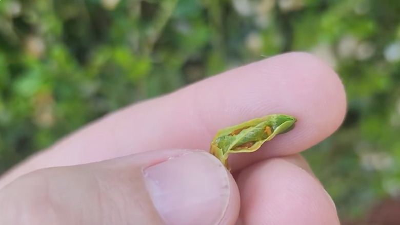 Boxwood leafminer pupae on a person's finger