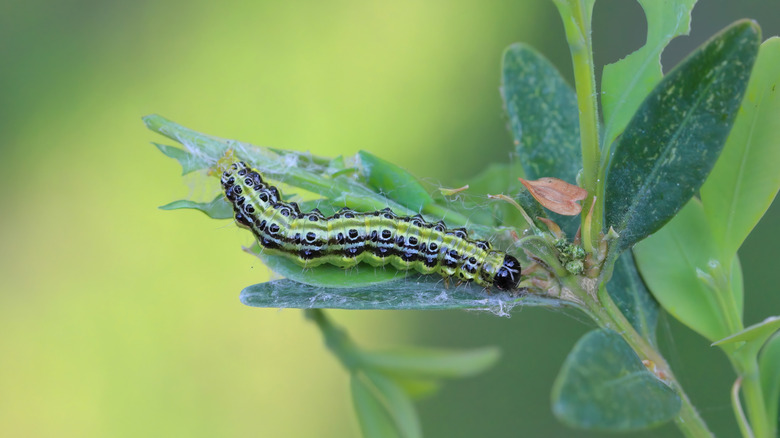 The larval, caterpillar stage of a box tree moth