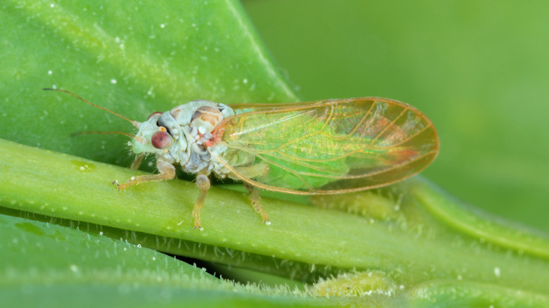 Boxwood psyllid on a leaf