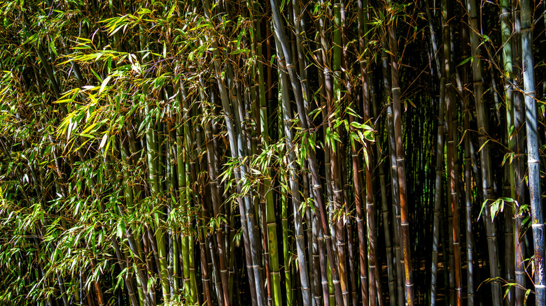 Bush of Black bamboo (Phyllostachys nigra)