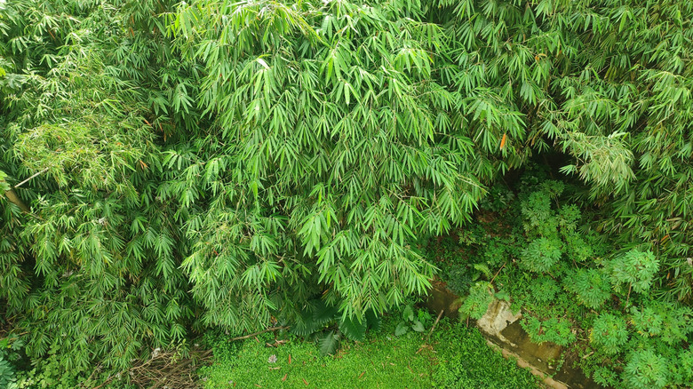 Common bamboo taking over a garden