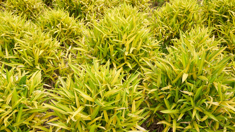 Yellow and green foliage of Pleioblastus viridistriatus bamboo