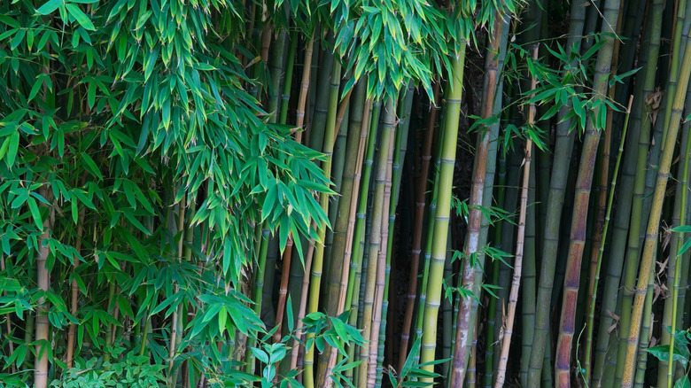 Dense green bamboo forest of Golden Bamboo, Phyllostachys aurea.