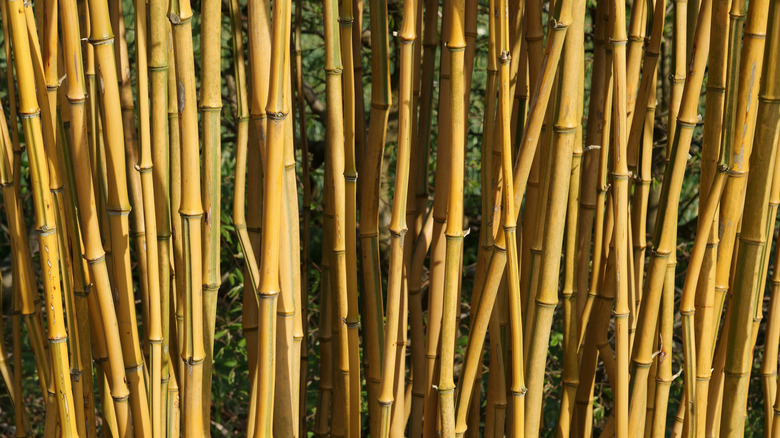 Close up of the bamboo Phyllostachys aureosulcata spectabilis seen in natural light in the garden.