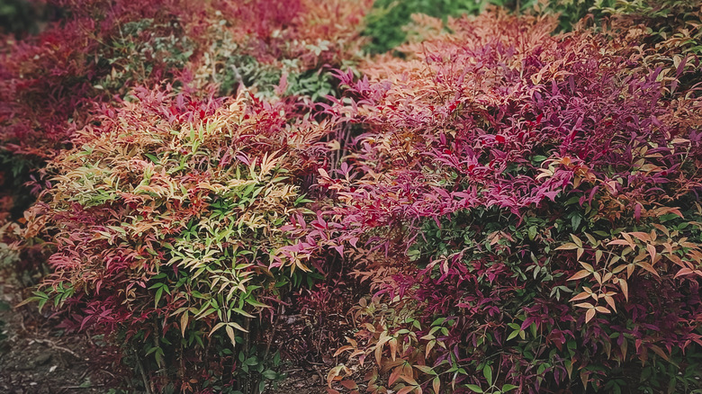 Nandina domestica is an invasive species of bamboo