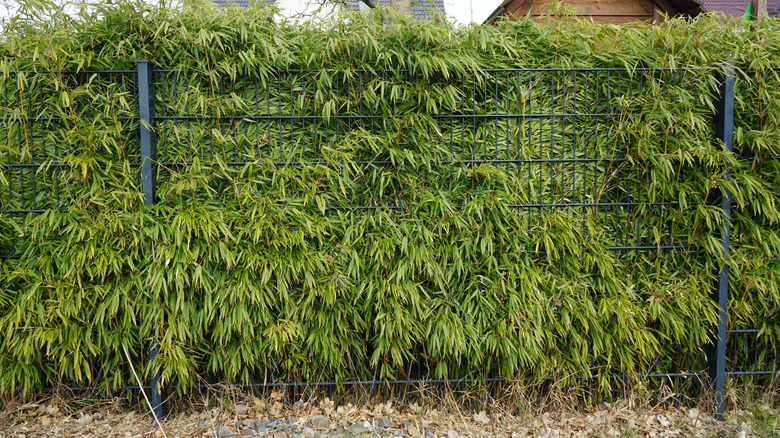 Phyllostachys aurea plants overgrown behind a fence