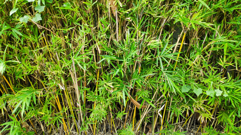 Fresh green leaves of Bambusa multiplex in the morning at the garden during summer time