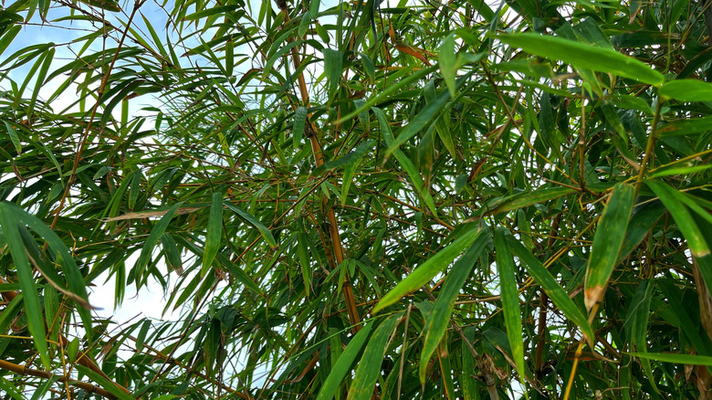 Fargesia robusta is a species of green bamboo