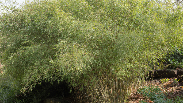 Green Foliage of the Dwarf Ornamental Chinese Red Caned Bamboo Plant (Fargesia nitida 'Jiuzhaigou') Growing by a Stream in a Woodland Garden