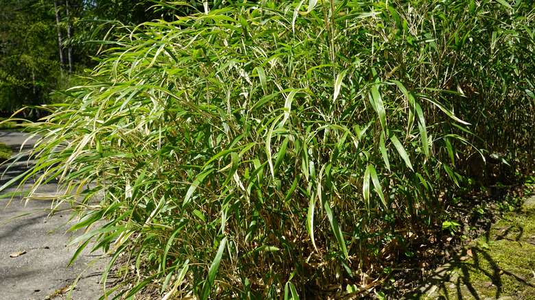 Rivercane ( Arundinaria gigantea )
