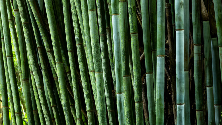 Tropical Blue Bamboo tree stalks (Bambusa chungii)