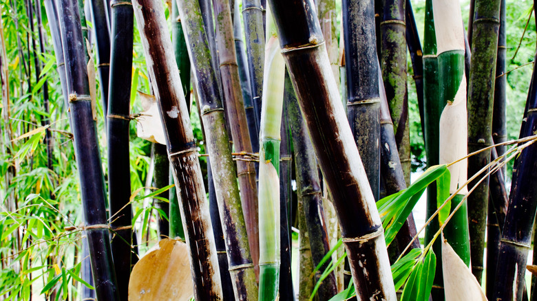 Exotic garden with black clumping bamboo (Bambus lako) Timor Black