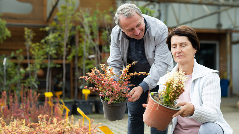 Older couple choosing shrubs at a garden nursery