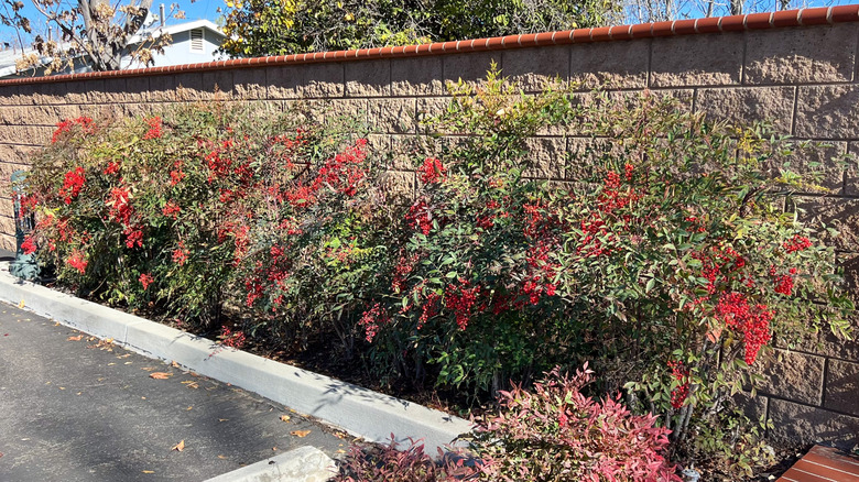 Nandina shrubs grow with red berries on them