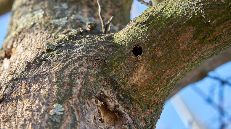 a tree infested with ALB shows damage