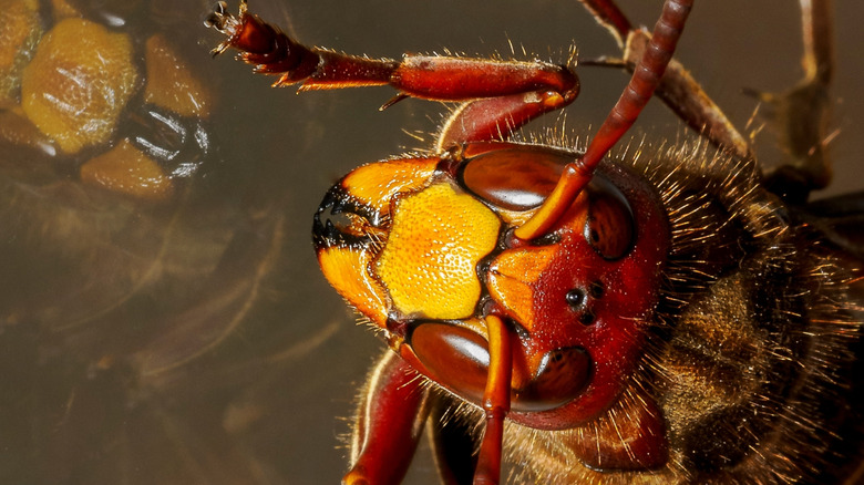 yellow-legged hornet sparkles in sunlight with red, orange and yellow features