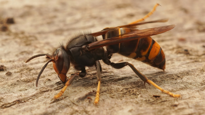 yellow-legged hornet sanding on a wood surface